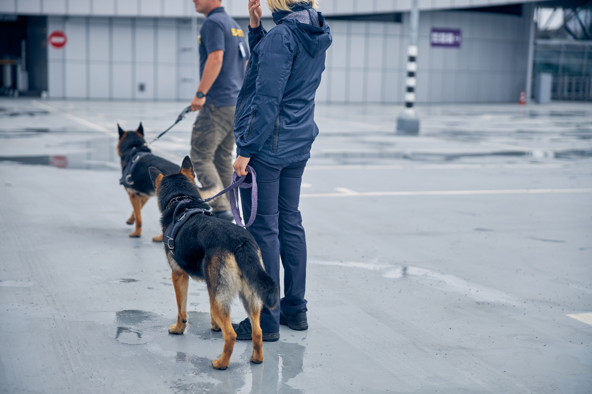 Comment les chiens détecteurs d'explosifs sont-ils formés pour les aéroports ?